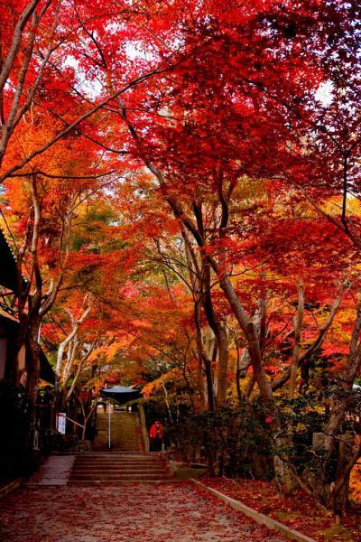 https://www.db.kansai-maas.jp/image/photos/eb236390-ecd7-4358-a5c4-3d03e688359b.jpg