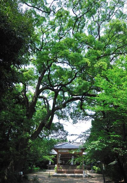 https://www.db.kansai-maas.jp/image/photos/ebae2405-490b-4760-9c56-eb5ae04fc2aa.jpg