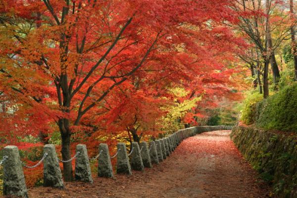 https://www.db.kansai-maas.jp/image/photos/ebeca2e8-0f1e-4d3e-9fb8-6ff07e5bd82d.jpg