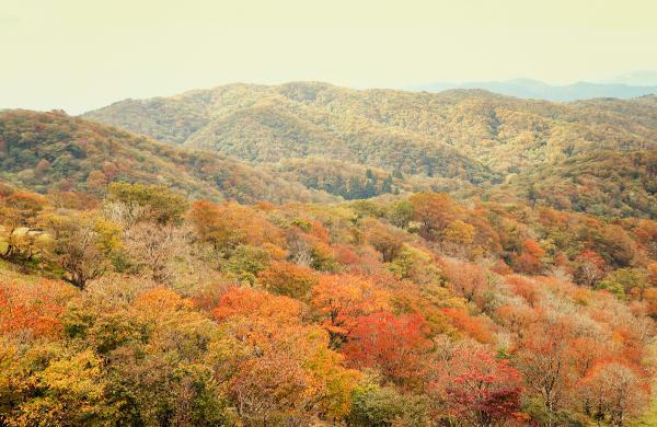 https://www.db.kansai-maas.jp/image/photos/ee374495-22aa-4b2d-bf7b-e0dc8ce61f52.jpg