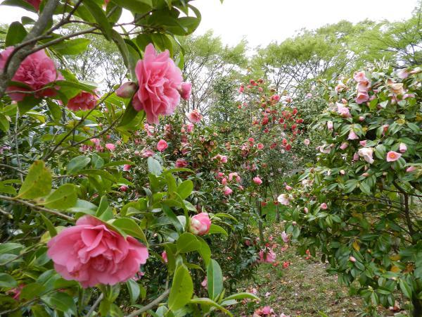 https://www.db.kansai-maas.jp/image/photos/eeb32420-9d69-488f-a10c-98587a871df1.jpg