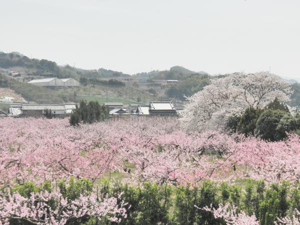 https://www.db.kansai-maas.jp/image/photos/eee162ed-30b9-45ff-b31f-db11dfd56b64.jpg