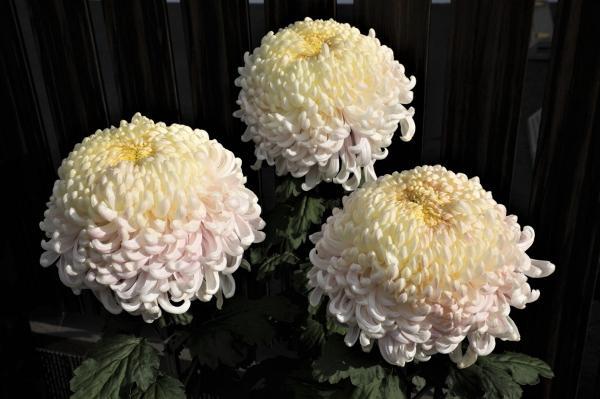 https://www.db.kansai-maas.jp/image/photos/f2e1c08a-6f32-420f-a3ce-b7799a22a79e.jpg