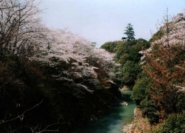 https://www.db.kansai-maas.jp/image/photos/fb8bb296-9ed0-4d17-8870-b65ba3ac7986.jpg
