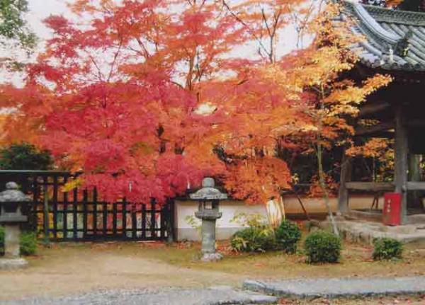 https://www.db.kansai-maas.jp/image/photos/fd1e8c2d-e73a-406b-a09f-87cf9344cd22.jpg