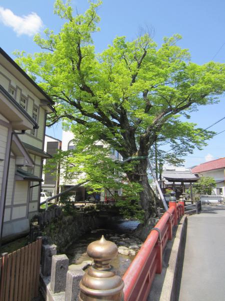 https://www.db.kansai-maas.jp/image/photos/fecffcf9-0ada-4db6-bd05-9ae4058862d1.jpg