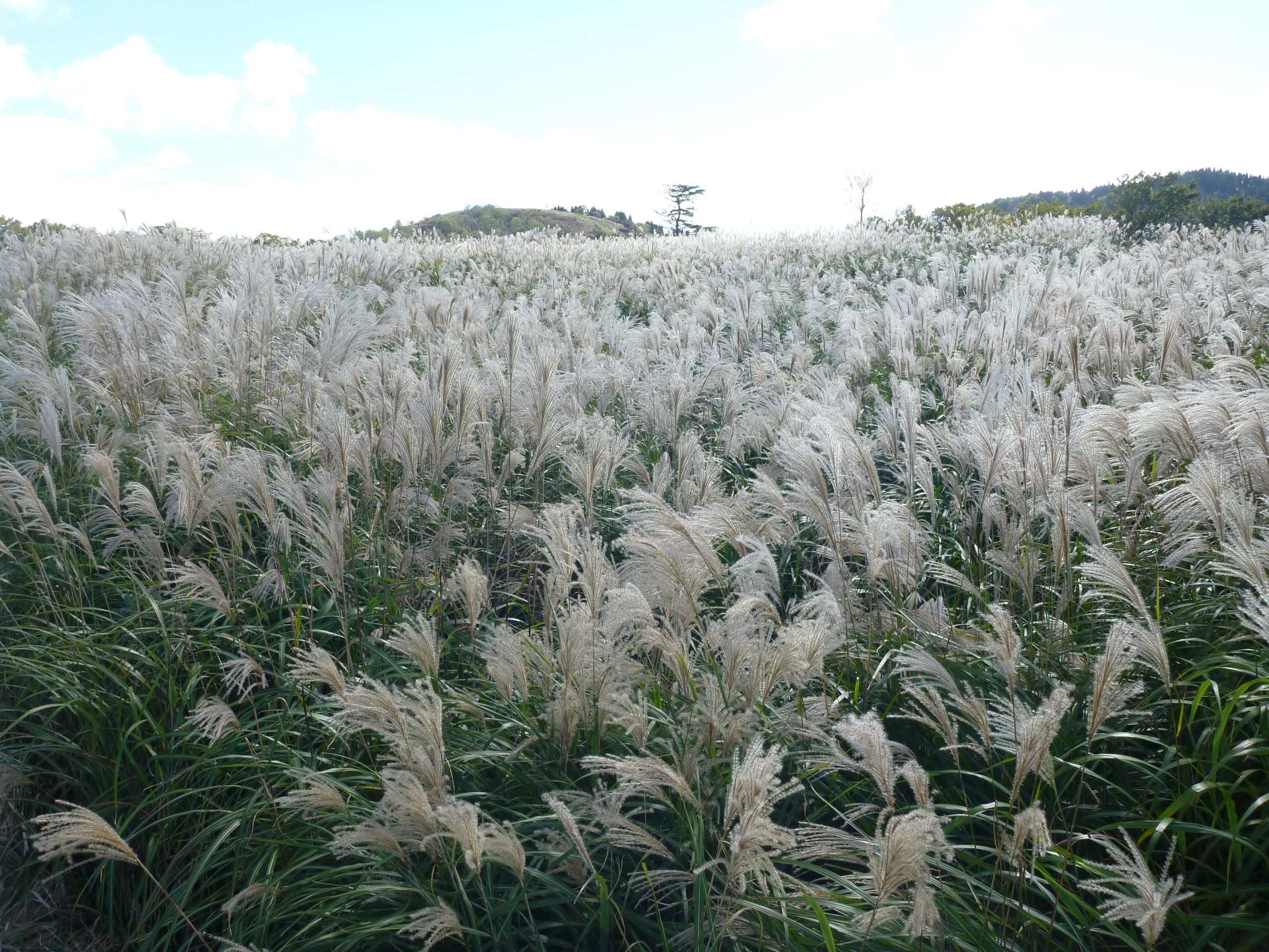 https://www.db.kansai-maas.jp/image/photos/ff95a198-440c-43bb-be29-8dba9ac0d541.JPG